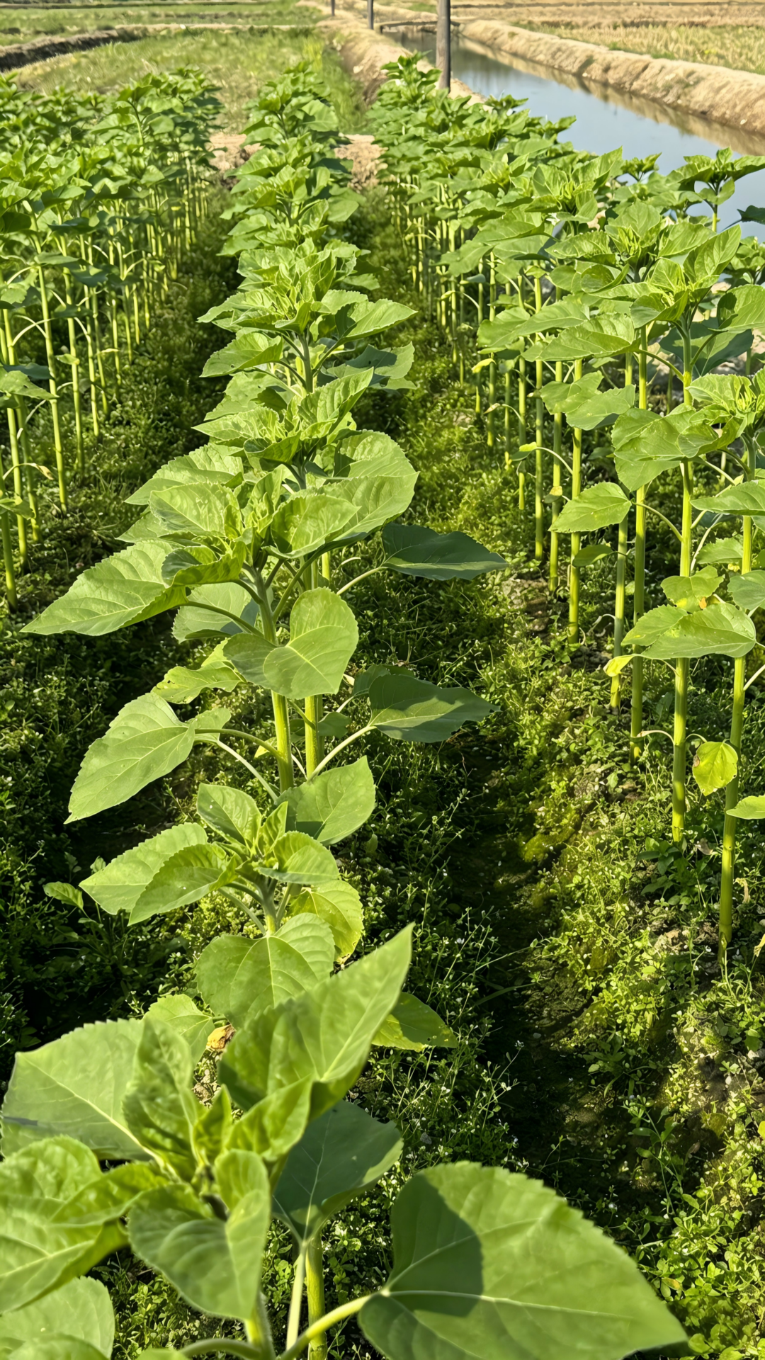 Oilseeds and Legumes